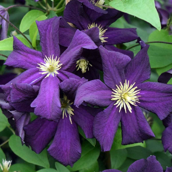 Clematis Romantika