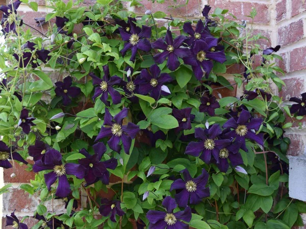 Clematis Romantika