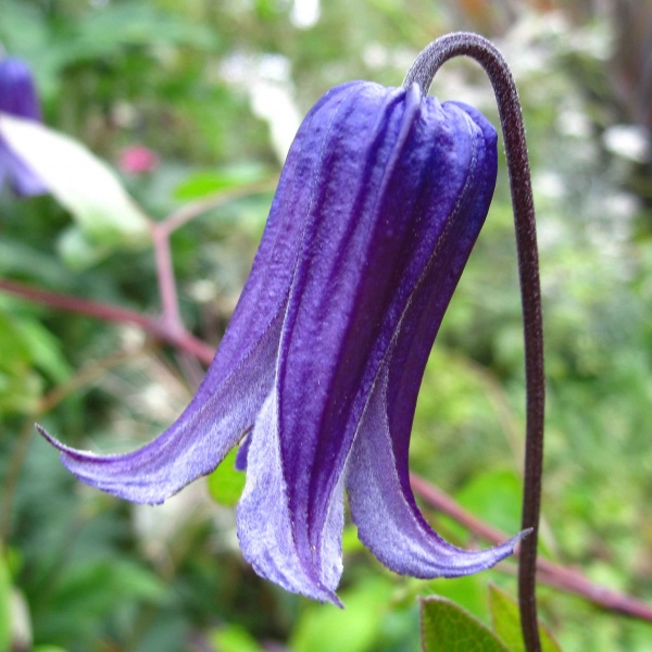 Clematis Rooguchi