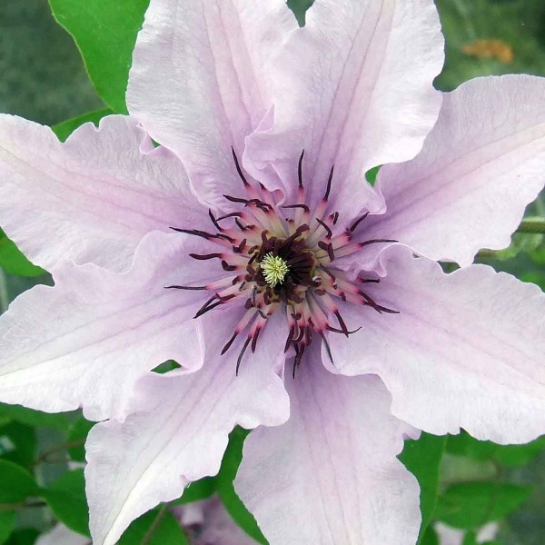 Clematis Rosa Konigskind