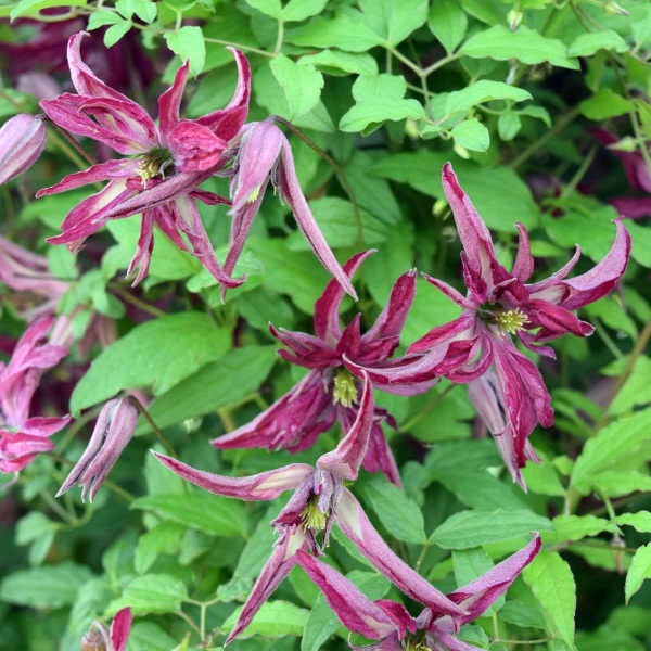 Clematis ROSALYN 'Zo09087'