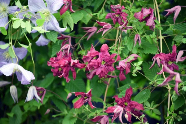 Clematis ROSALYN 'Zo09087'