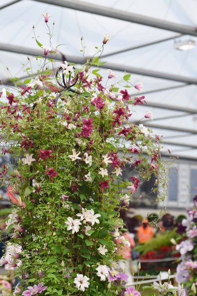 Clematis ROSALYN 'Zo09087'