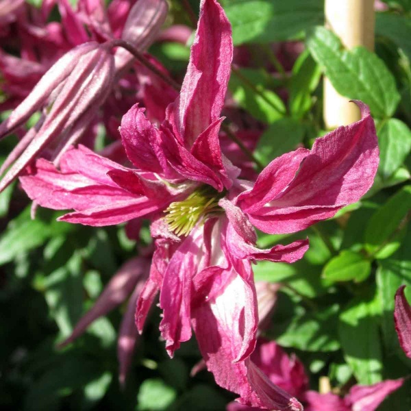 Clematis ROSALYN 'Zo09087'