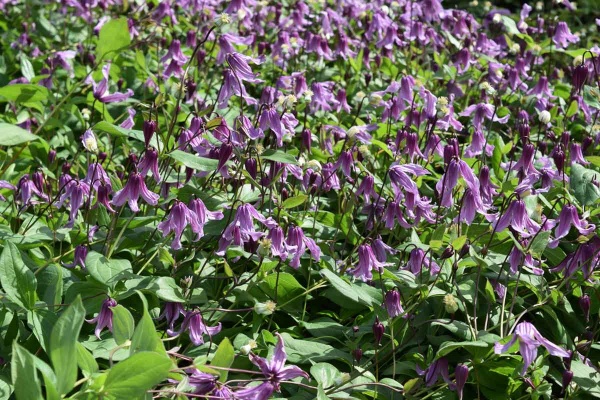 Clematis Rosea