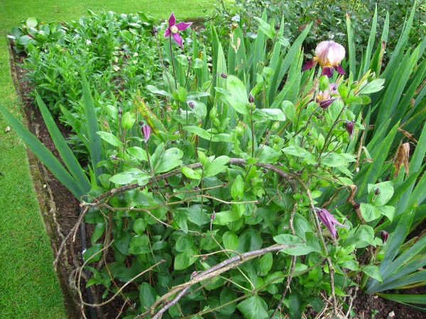 Clematis Rosea