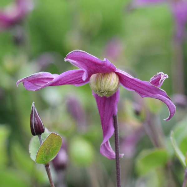 Clematis Rosea