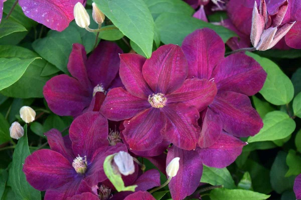 Clematis Rouge Cardinal