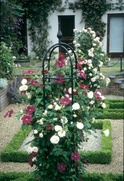 Clematis Rouge Cardinal