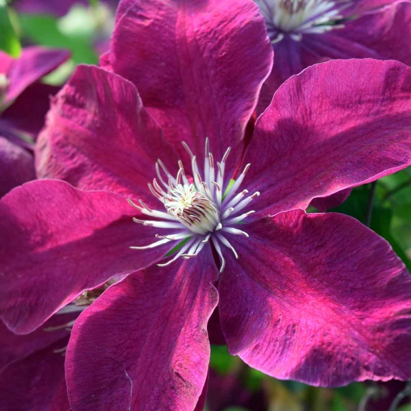 Clematis Rouge Cardinal