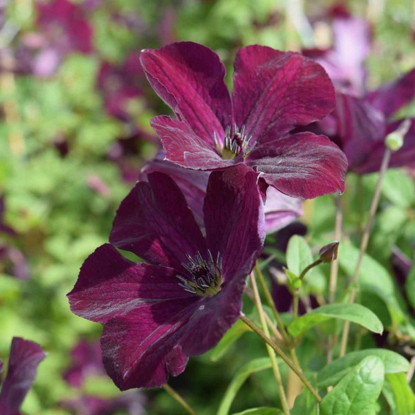 Clematis Royal Velours