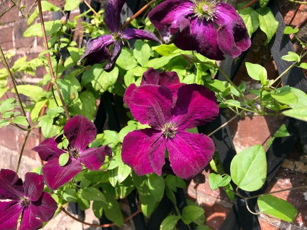 Clematis Royal Velours