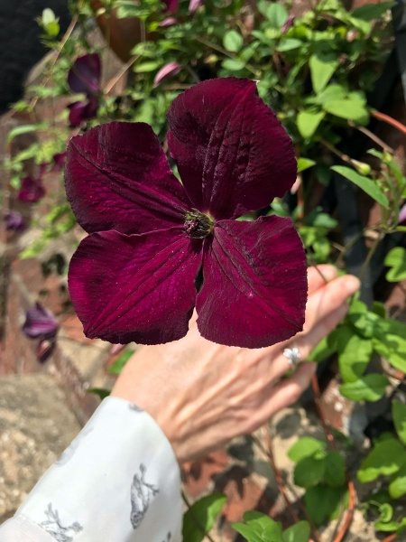 Clematis Royal Velours