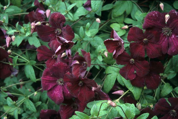 Clematis Royal Velours