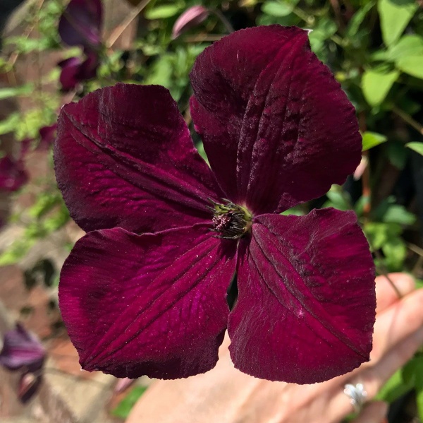 Clematis Royal Velours