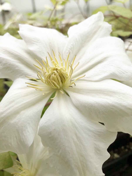 Clematis Royal Wedding