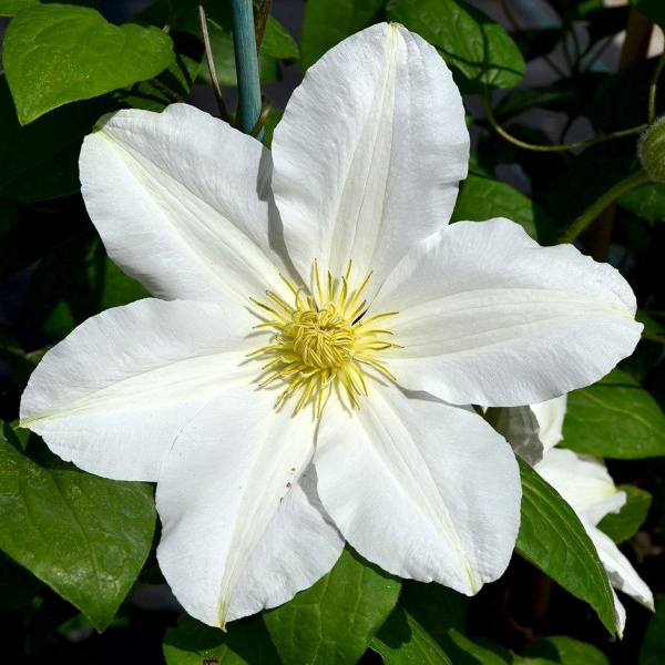 Clematis Royal Wedding