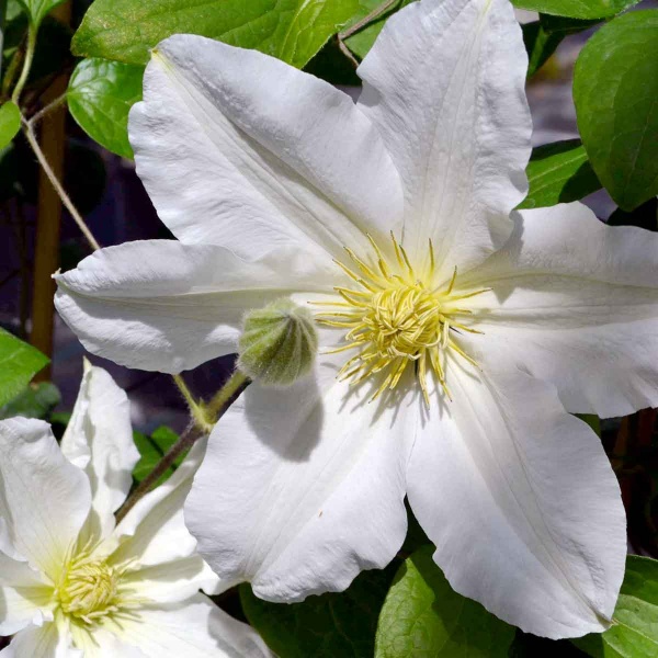 Clematis Royal Wedding