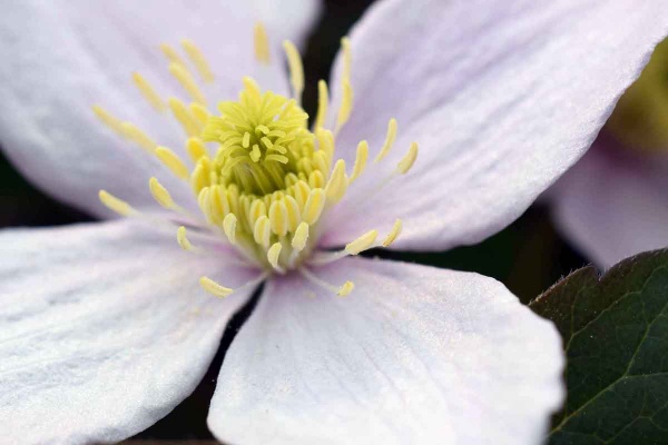 Clematis Rubens