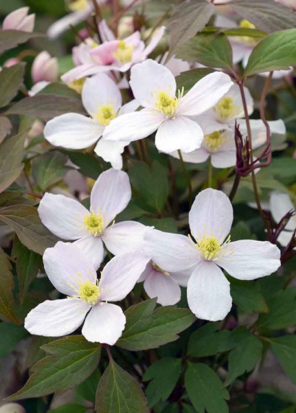 Clematis Rubens