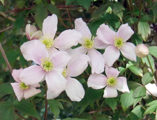 Clematis Rubens