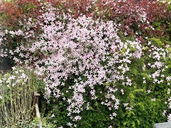 Clematis Rubens