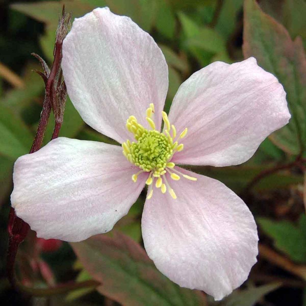 Clematis Rubens Superba (montana var. rubens 'Rubens Superba')