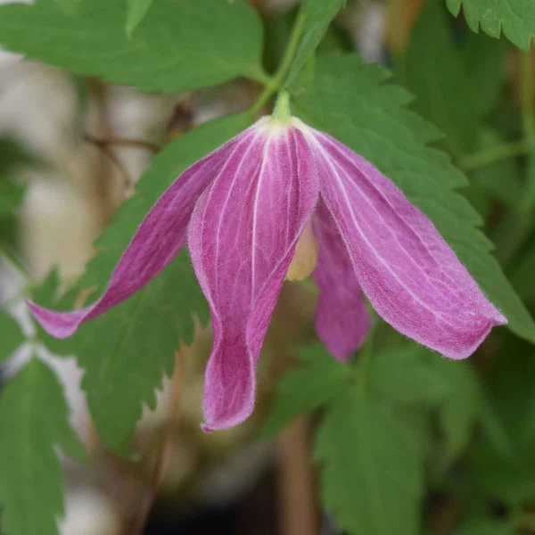 Clematis Ruby