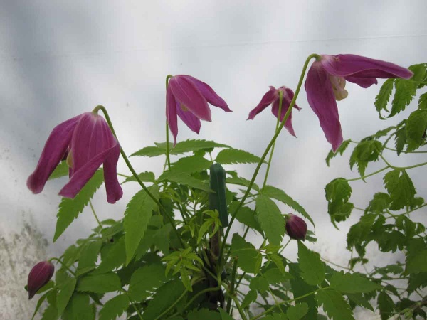 Clematis Ruby