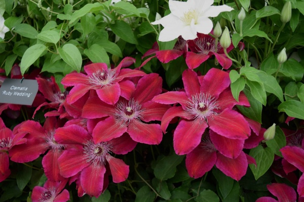 Clematis Ruby Wedding