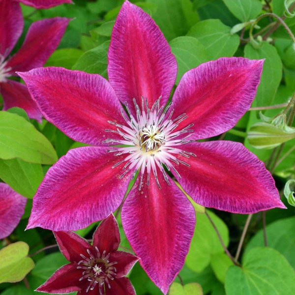Clematis Ruby Wedding