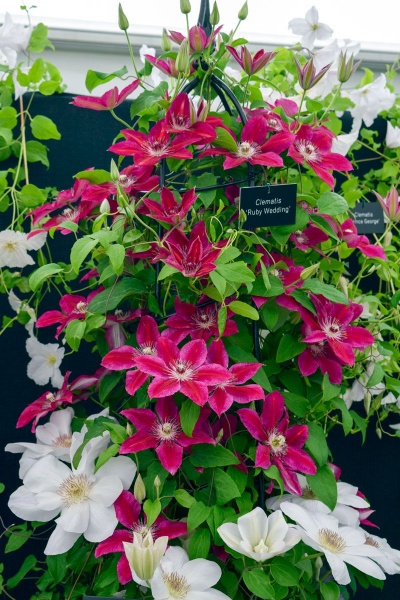 Clematis Ruby Wedding