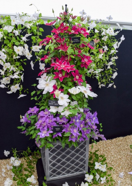 Clematis Ruby Wedding