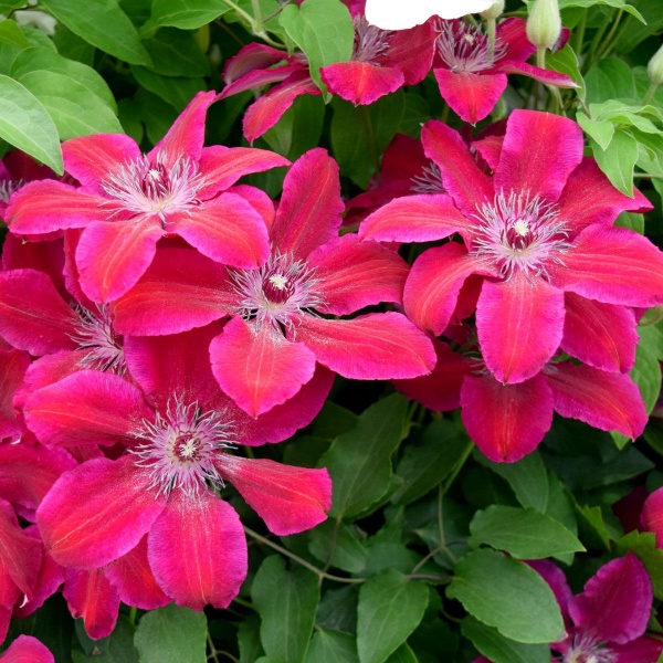 Clematis Ruby Wedding