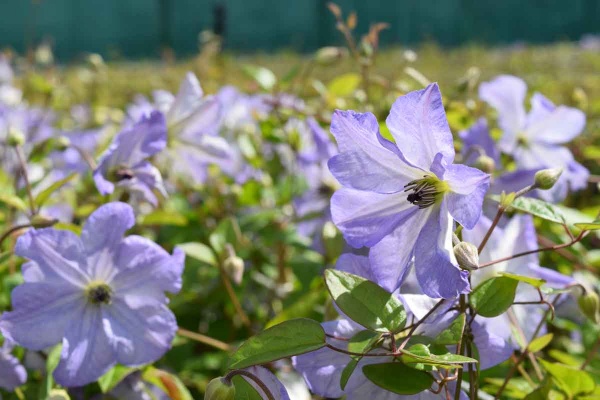 Clematis SEA BREEZE 'Zo09063'