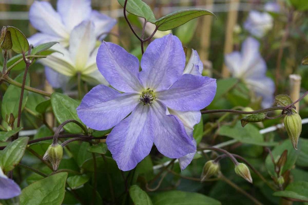 Clematis SEA BREEZE 'Zo09063'