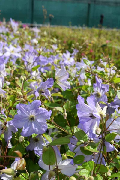 Clematis SEA BREEZE 'Zo09063'