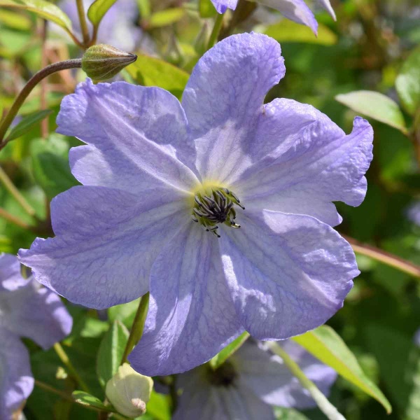 Clematis SEA BREEZE 'Zo09063'