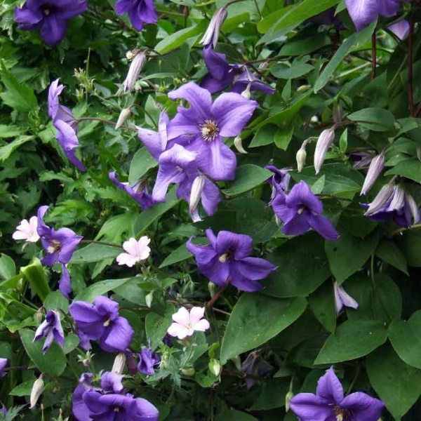 Clematis Semu