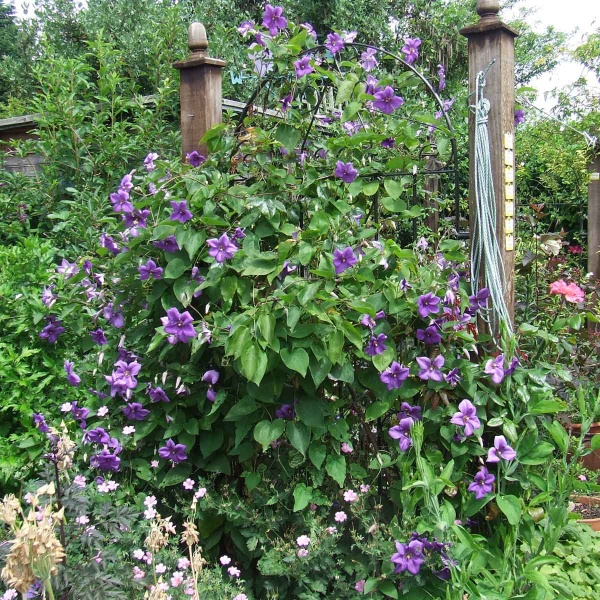 Clematis Semu