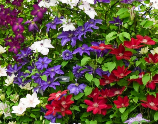 Clematis Shikoo