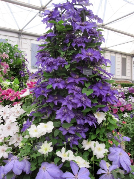 Clematis Shikoo