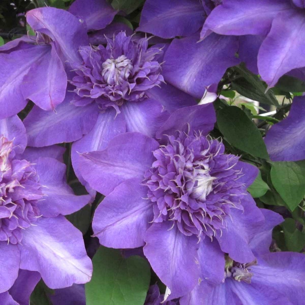 Clematis Shikoo