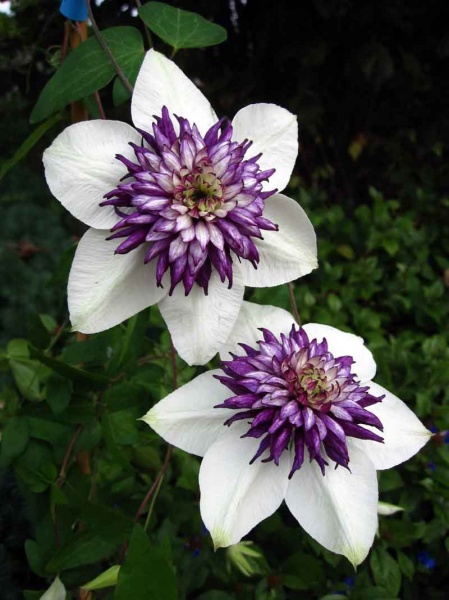 Clematis Sieboldiana (florida var. florida Sieboldiana)