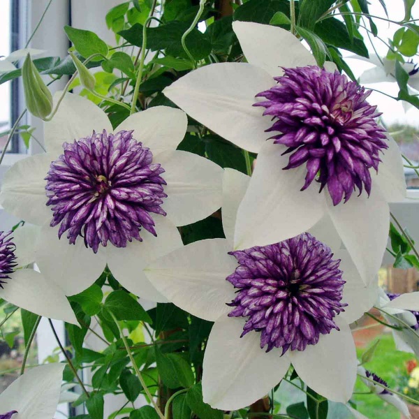 Clematis Sieboldiana (florida var. florida Sieboldiana)