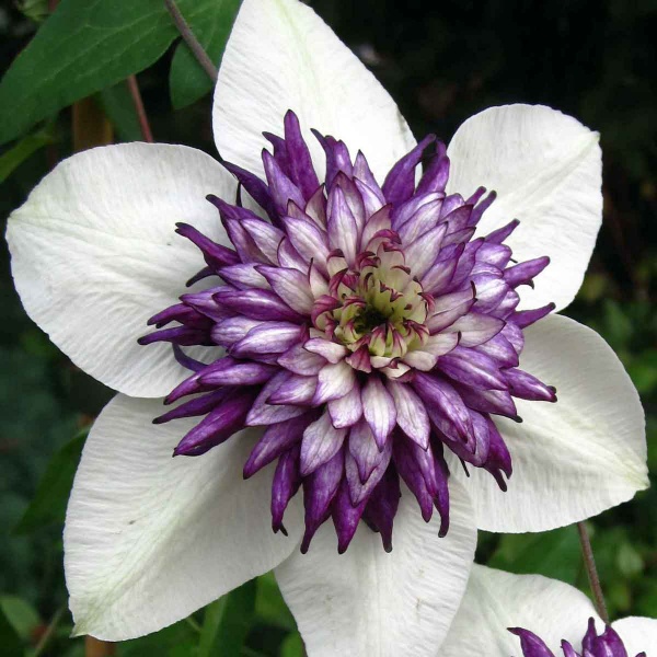 Clematis Sieboldiana (florida var. florida Sieboldiana)