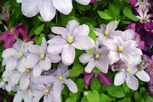 Clematis Silver Moon