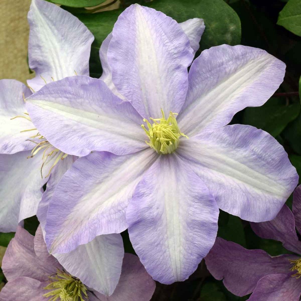 Clematis Silver Moon