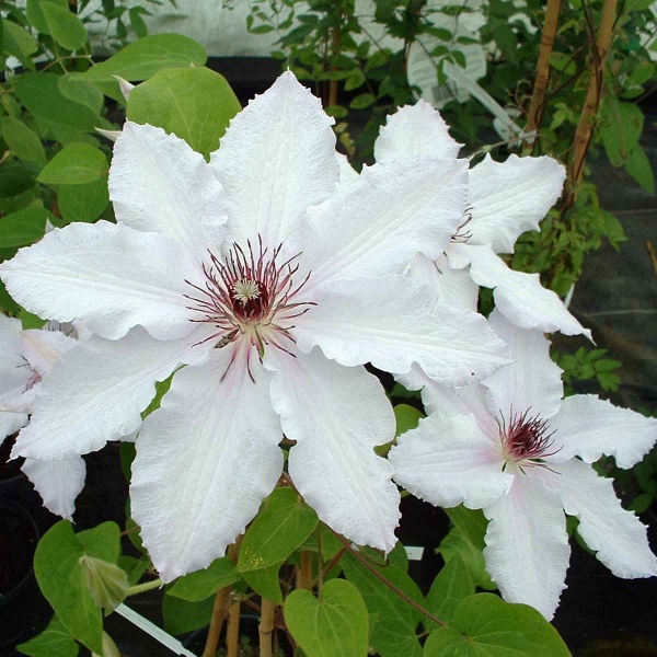 Clematis Snow Queen