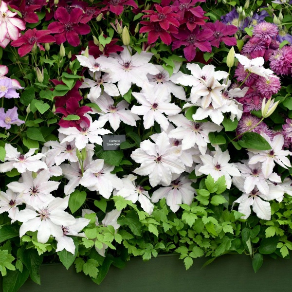 Clematis Snow Queen